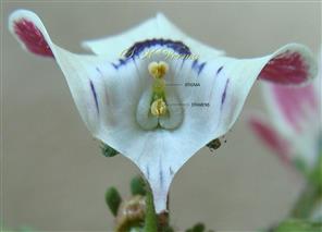 Stamens